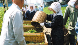 お茶摘み